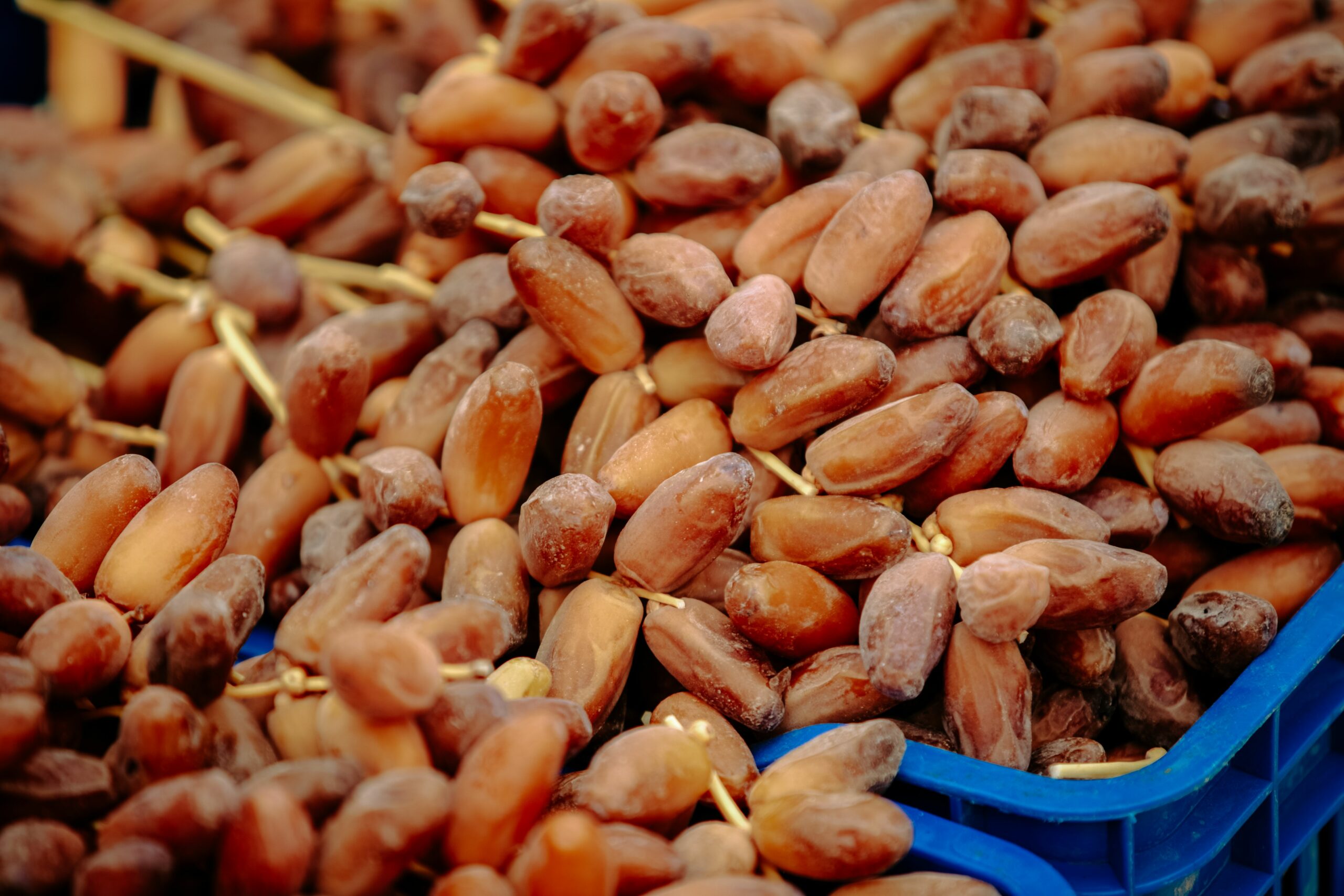 Date Festival Erfoud Date Festival