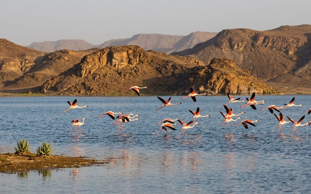 Pink Flamingos in Morocco: Where to See Them in the Sahara