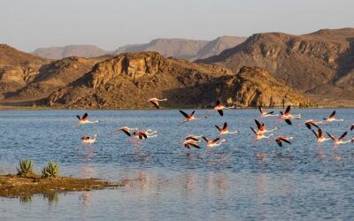 Pink Flamingos in Morocco: Where to See Them in the Sahara