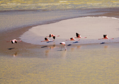Merzouga flamingo tour