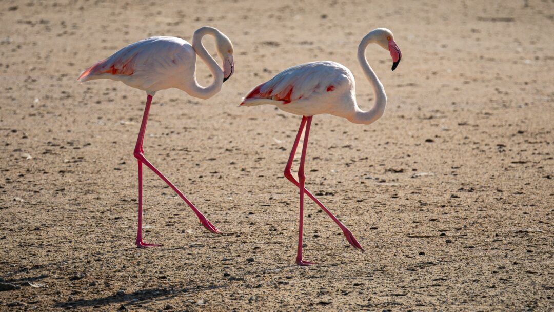 Merzouga Flamingo & Birdwatching Tour at Lake Dayet Srij