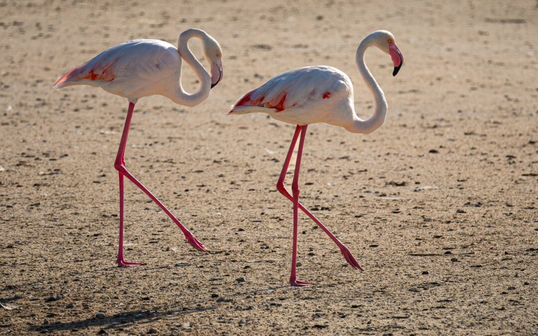 Merzouga Flamingo & Birdwatching Tour at Lake Dayet Srij