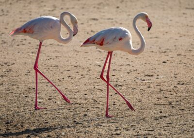 Merzouga flamingo tour