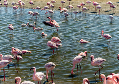Merzouga flamingo tour - pink flamingos in Morocco
